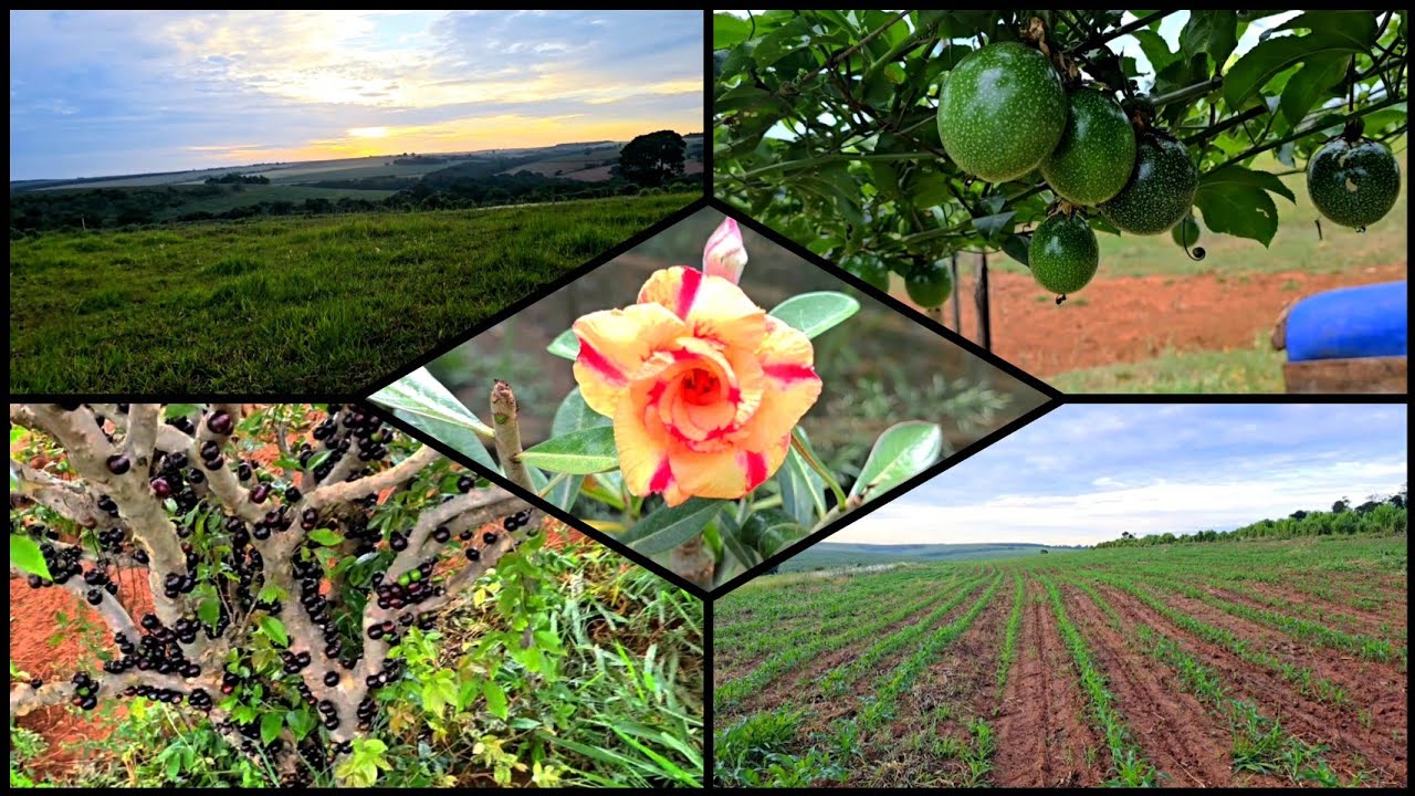 A BENÇÃO DE VIVER NO CAMPO🌾🌾 #vidanaroça 