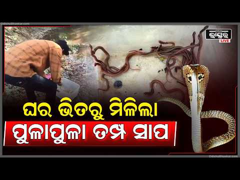 ବର୍ଷାରେ ସାପ ଉଦ୍ଧାର ବଢ଼ିଲା, ୩୫ ତମ୍ପ ସାପ ଛୁଆ ଓ ୧୬ ନାଗ ଛୁଆକୁ ଘର ବାଡ଼ି ପଛରୁ ସୁରକ୍ଷିତ ଉଦ୍ଧାର କରାଯାଇଛି