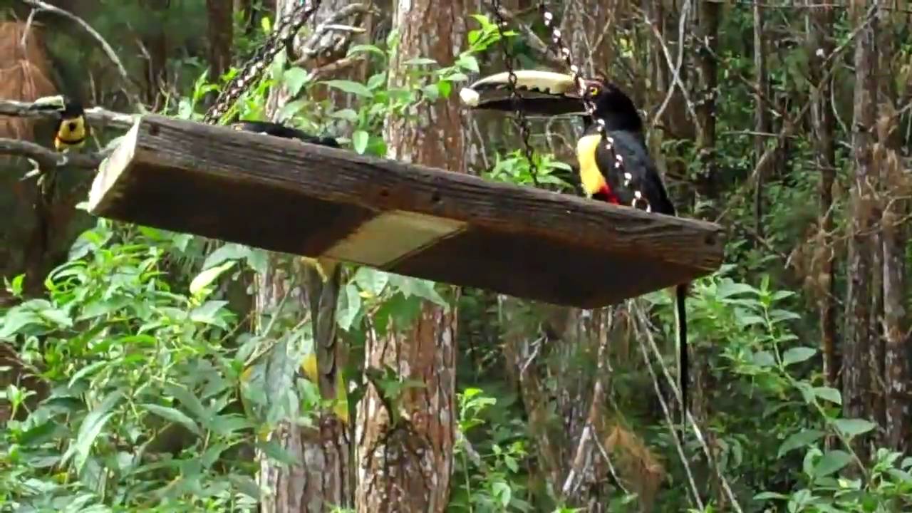 Collared Aracari burning man tickets