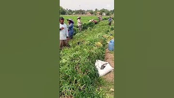 ide cerdas petani memanen singkong dengan alat alat sederhana #shorts