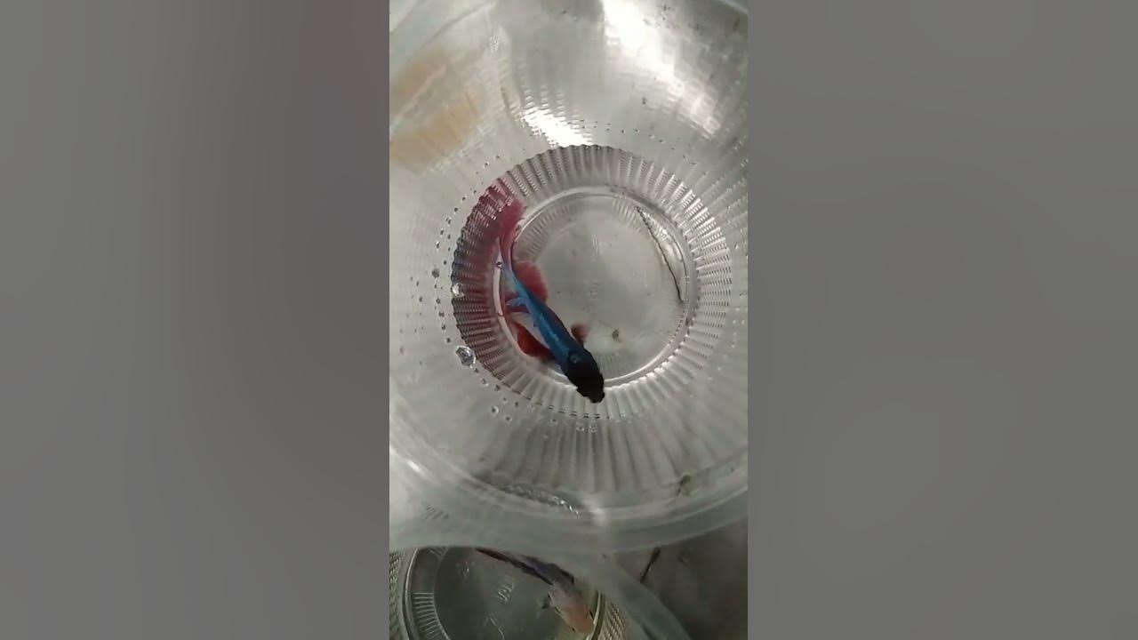 colourful-aquarium-in-salem-contact-number-9994281359-youtube