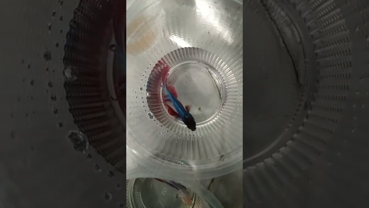 Colourful Aquarium In Salem Contact Number 9994281359 YouTube Colourful Aquarium In Salem Contact Number 9994281359 YouTube
