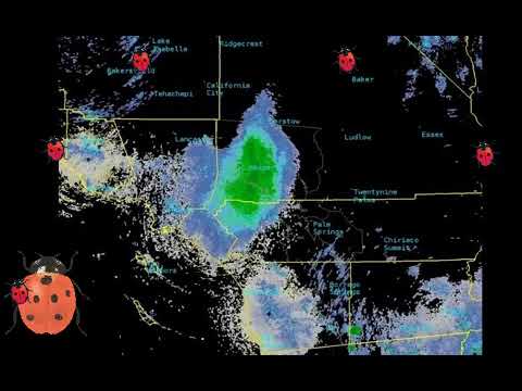 Vídeo: Nuvem Maciça De Joaninhas Migrando Sobre A Califórnia