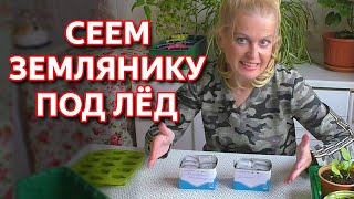 Посев земляники - супер способ! Проверено временем! Сеем землянику под лед!