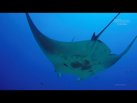 Scripps Graduate Student Discovers World’s First Known Manta Ray Nursery