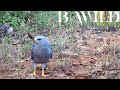 Sounds of Nature - Sonidos de la Naturaleza / Nayarit, Mexico