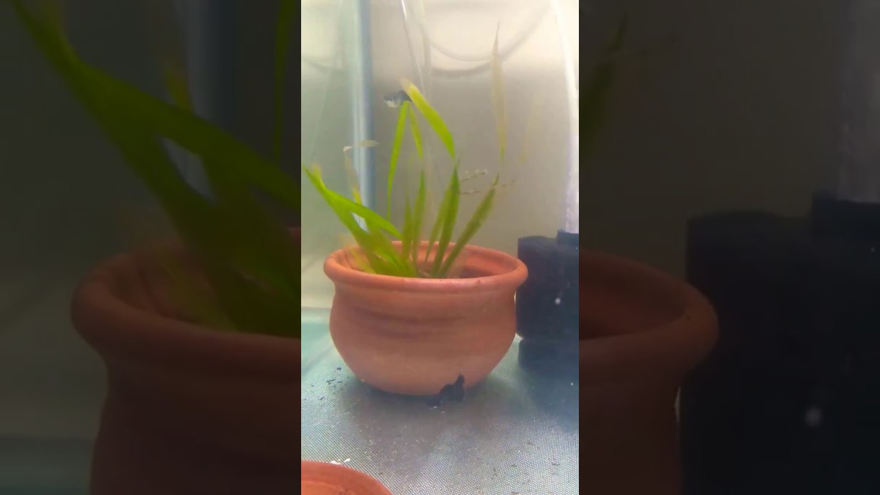 aquarium plants Jet black samurai tail guppy - fish room update