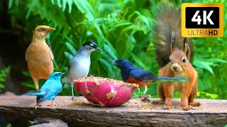 Cat TV for Cats to Watch 😺 Birds Feast with Squirrels in The Garden 🐦🐿️ Cat Games 4K HDR