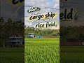 Wait... is that a cargo ship sailing past a rice field?