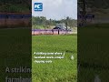 Wait... is that a cargo ship sailing past a rice field?