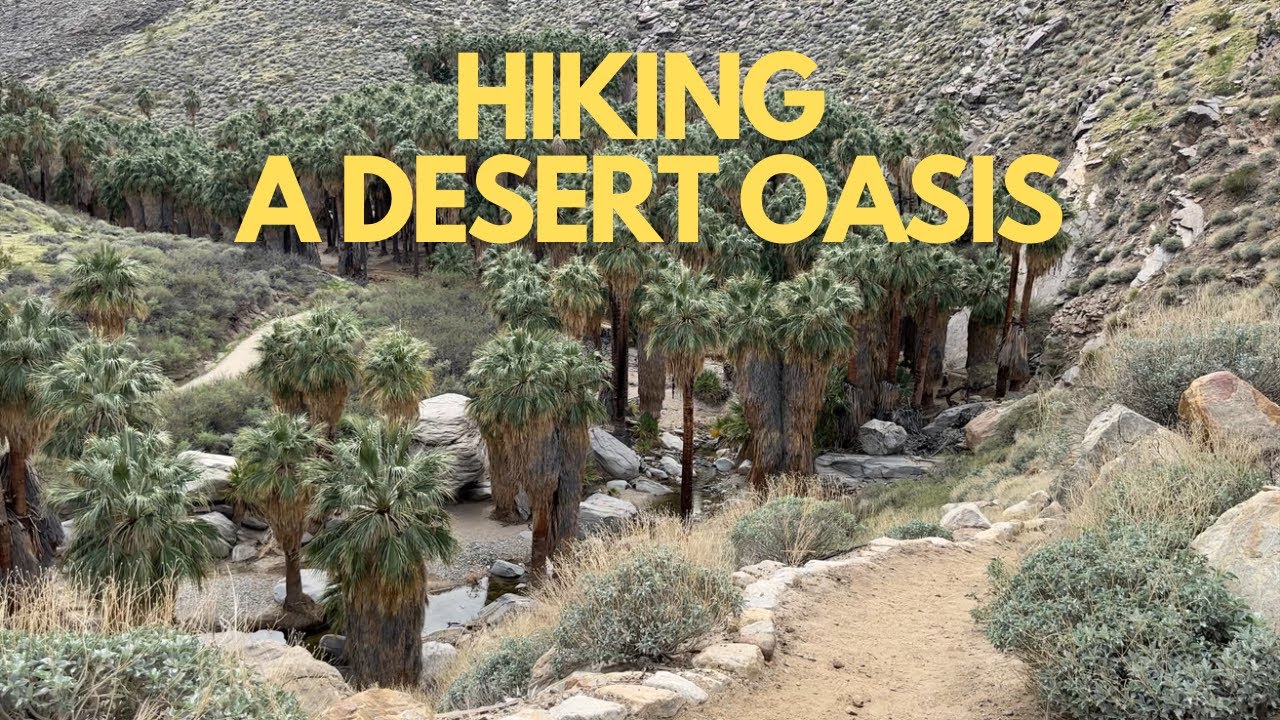 The Palm Canyon oasis hike near Palm Springs