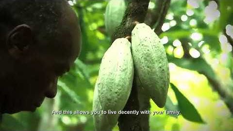 Good Agricultural Practices on Cocoa Farms