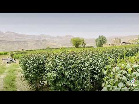 مزارع القات في ارحب