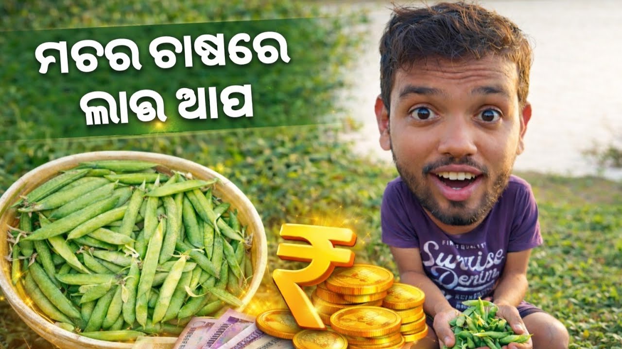 💵 ମଟର ଗଛରୁ କେମିତି କମାନ୍ତୁ ଭଲ ଆୟ?#trending #desiviilagelifetstyle #profit 