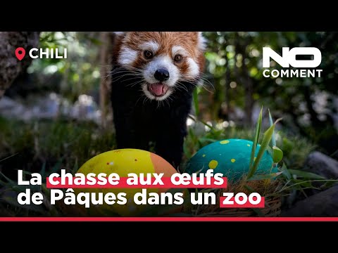 euronews (en français): No Comment : les animaux d'un zoo chilien à la recherche des œufs de Pâques