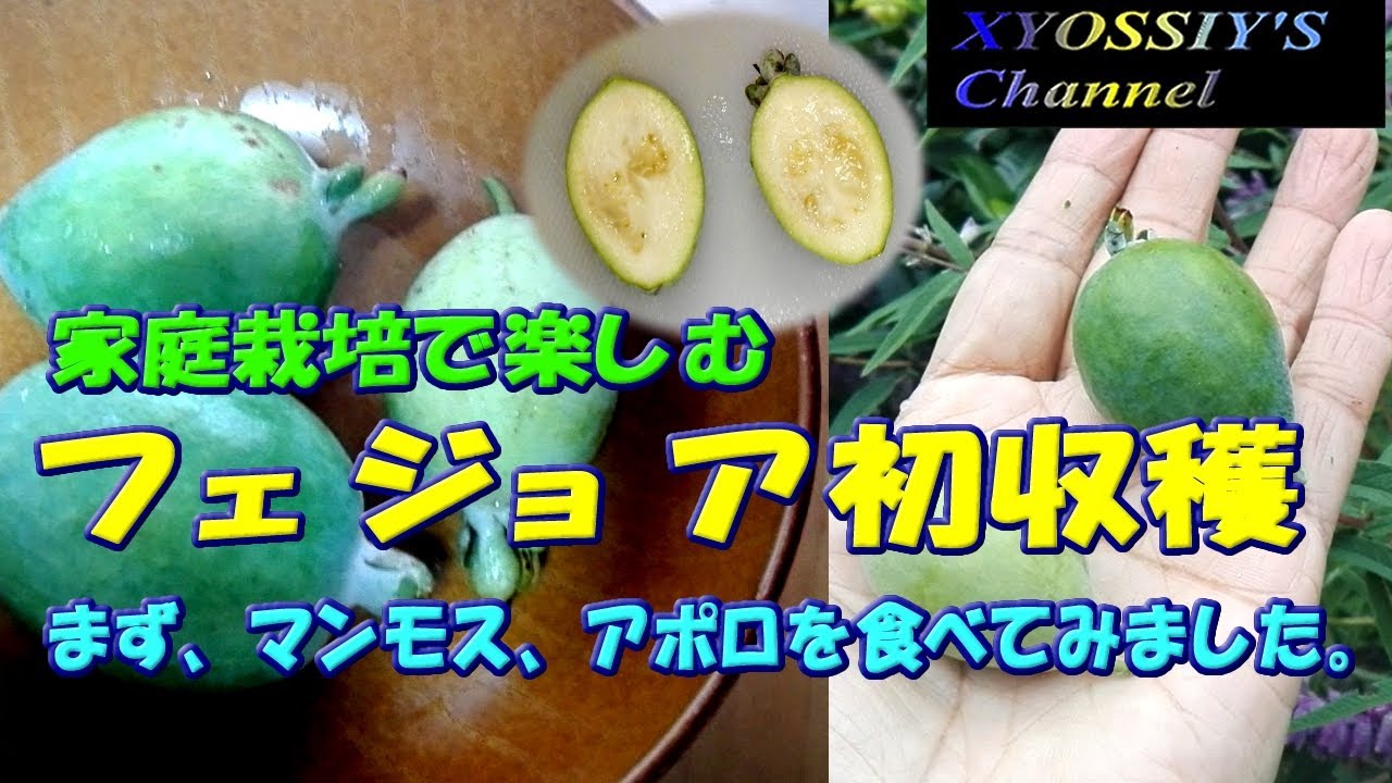 果物 BJ XYOSSIY's Life Channel] We harvested and ate our first feijoa