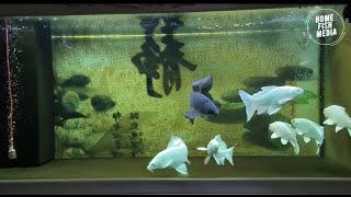 Aquarium video goldfish betta fish and koi fish in planted tank #328