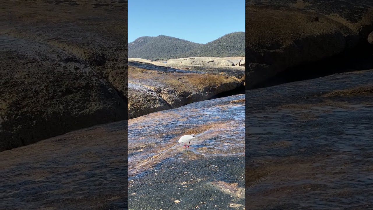 Posted a new bird video 