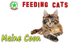 Feeding Maine Coon Cats And Kittens    Maine coon food. How To Feed Your Cat Correctly?