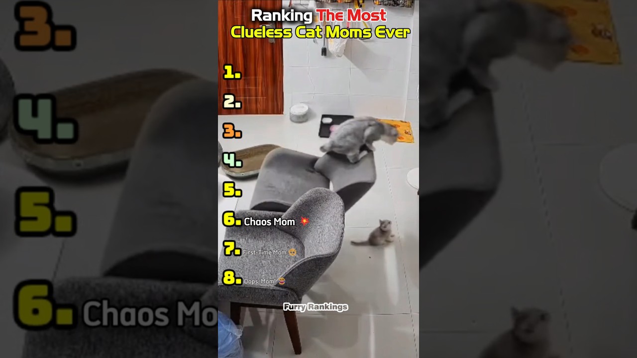 Ranking The Most Clueless Cat Moms Ever 😹🐾