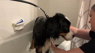 Lillian Ruff Bath time - favorite products for washing my 65 lb Bernese! Overview | Is it worth it?