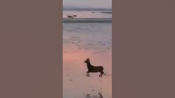 animals react#shorts please #subscribe #animals #dogs#goat#youtubeshorts