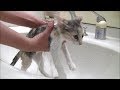 子猫シャンプー 大きくなったね寧々