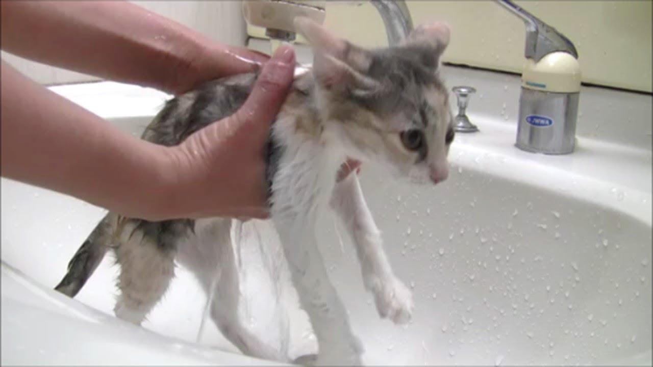 子猫シャンプー　大きくなったね寧々