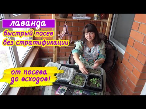Как посеять ЛАВАНДУ без стратификации? Сейте, в марте не поздно! + посев ШАЛФЕЯ и ВЕРОНИКИ.
