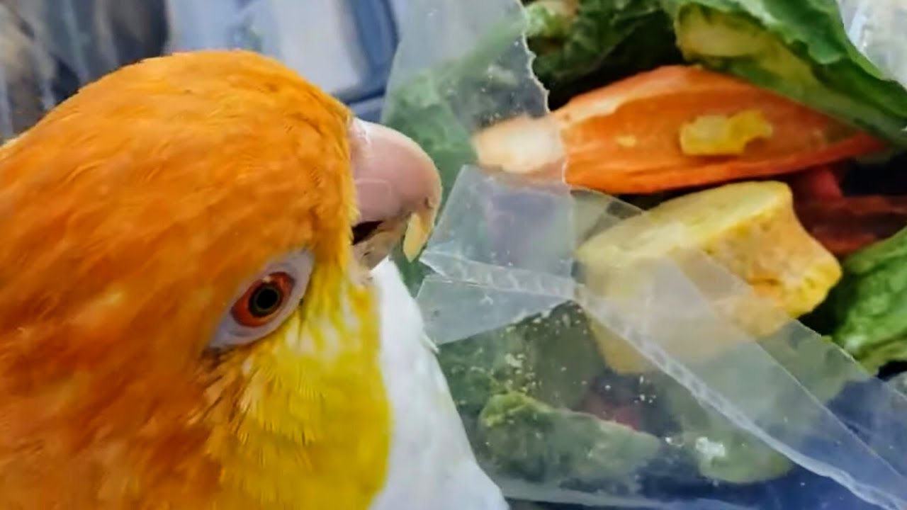 Попугай-каик уничтожает наши запасы продовольствия | ПАФФМЕН НАПАДАЕТ!!