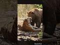 Ultimate Wildlife Showdown | Predator vs Prey Full Fight Sequence (Cinematic Realism)