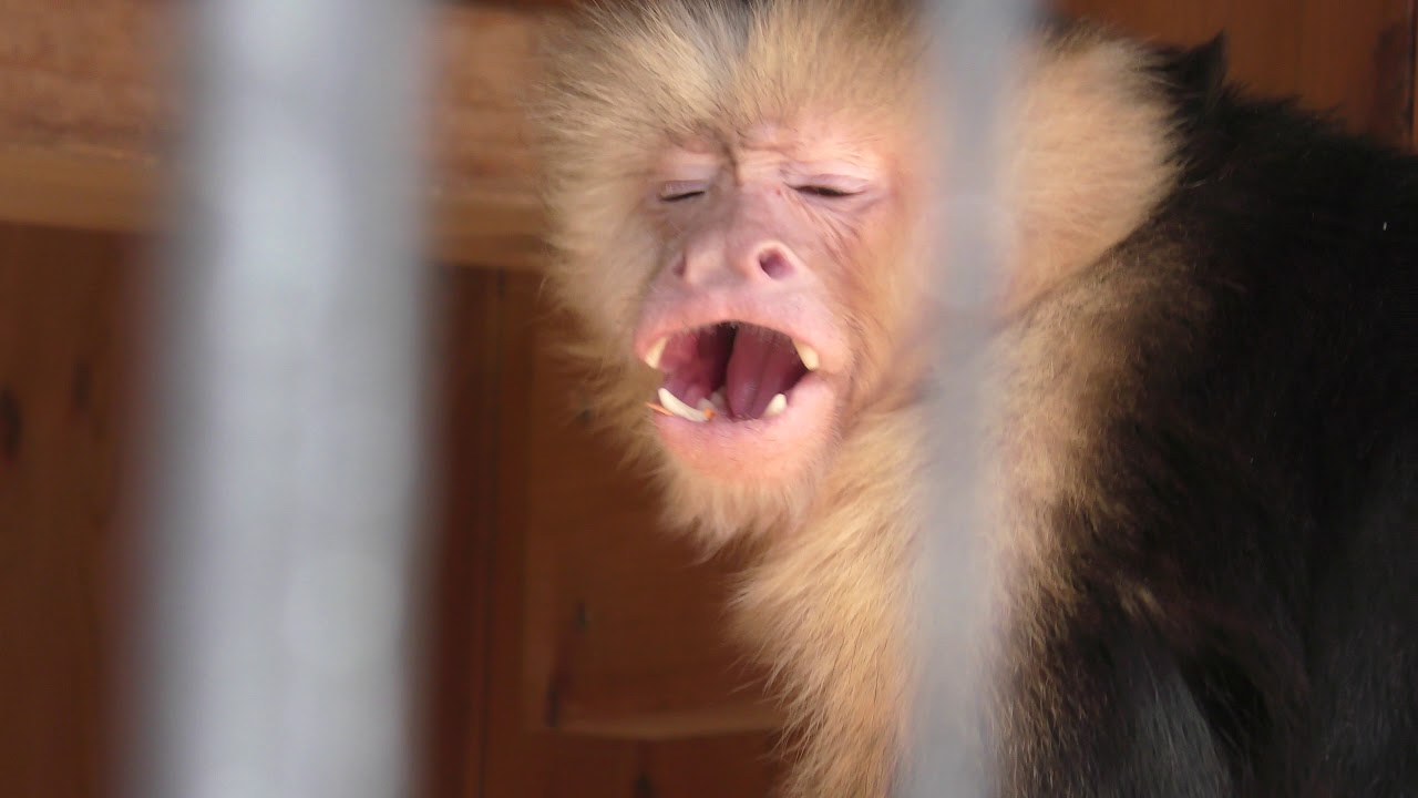 ノドジロオマキザルの マルケス 大内山動物園 18年1月3日 Youtube