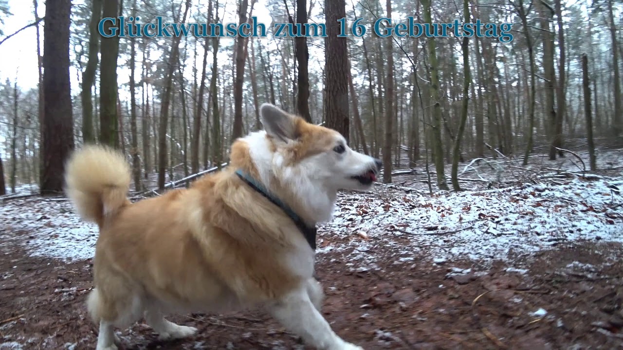 Islandhund Üna wird 16 Jahre alt