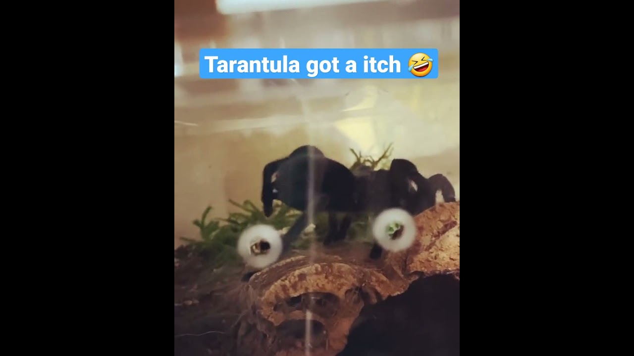 Tarantula got a itch - chilean rose tarantula