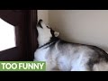 Husky reacts to sounds of huskies howling Husky reacts to sounds of huskies howling