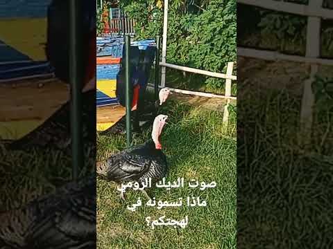 صوت الديك الرومي