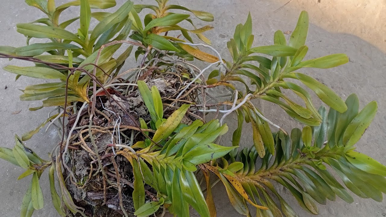 27/2 Zalo 0822681162 a thái bán lan rừng thuần TBS, kiều, cáo,đang nhiều nụ @LanRừngSìnHồ 