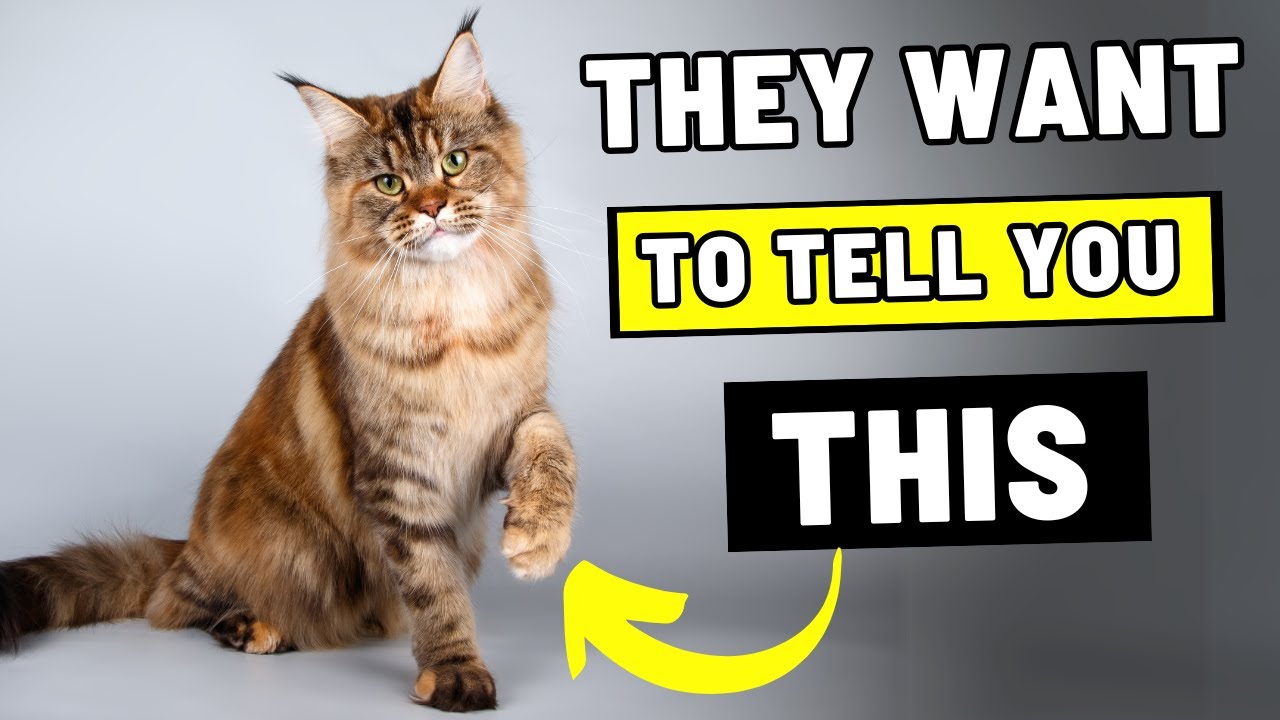 If Your Cat Sits With One Paw Slightly Raised, This Is What They're Trying To Say
