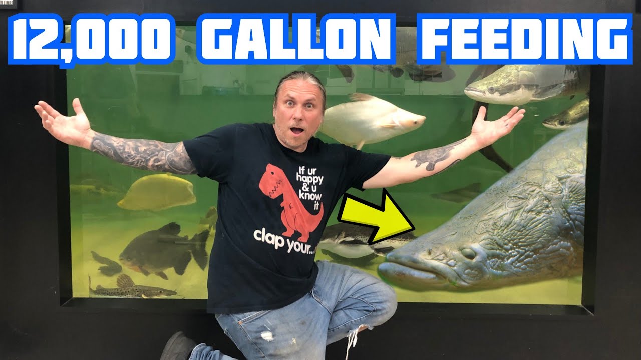 vlogs in spanish FEEDING A HUGE ARAPAIMA IN A 12,000 GALLON AQUARIUM!! | BRIAN BARCZYK