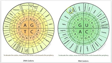 Genetics 101: Translation & Post-Translational Modifications