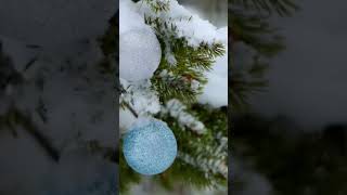 Spruce Trees in 30 Seconds: Top 5 Fascinating Facts #facts #youtubeshorts