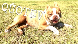 Find Me On Quotev! (Update Video)