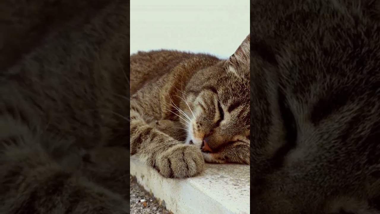 🌙 Still Night Romance: Aesthetic Evening Backdrop for Calm Minds