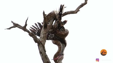 south african python eats bird on tree