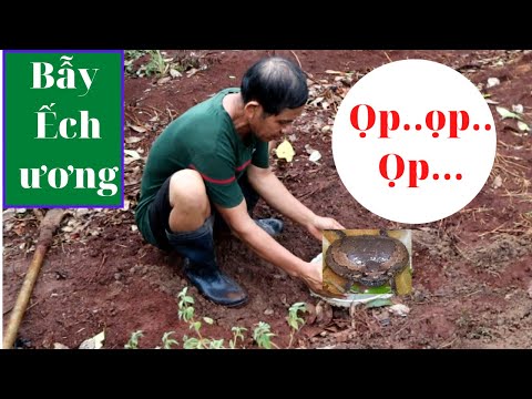 Video: Cách Bắt Một Con ễnh ương