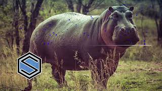 ANTY FLEX - Hippopotamus (Original Mix)