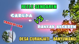 BETLE SENDAREN FINAL DI DESA CURAHJATI | ADA TRAGEDI LAYANGAN LOR..