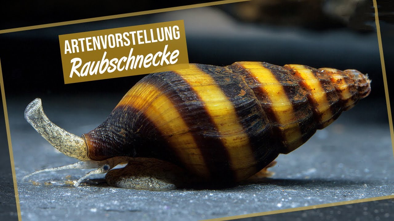 Raubschnecke - Clea helena / Anentome helena - Artenvorstellung