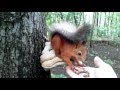 белка и гриб / mushroom squirrel