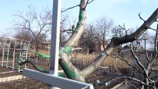 видео Обработка железным купоросом плодовых деревьев